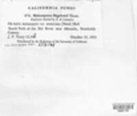 Melampsora bigelowii image